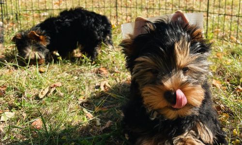 Brown and black yorkie puppies playing outside in a gated area. Successful Guide to Crate Training Your Yorkie