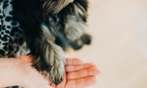 Experience the bond between a black and gray Yorkie and their devoted owner, exploring the world of responsible breeding. Successful Guide to Crate Training Your Yorkie